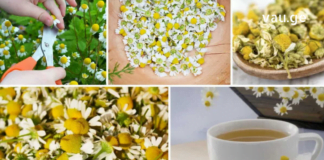 გვირილის ფხვნილის გამოყენება დავიწყეთ მთელმა ოჯახმა და ძალიან მადლიერი ვართ – ნახეთ რა დაავადებებს ამსუბუქებს