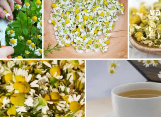 გვირილის ფხვნილის გამოყენება დავიწყეთ მთელმა ოჯახმა და ძალიან მადლიერი ვართ – ნახეთ რა დაავადებებს ამსუბუქებს