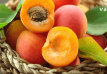 გარგარი- საუკეთესო საშუალება მრავალი დაავადების წინააღმდეგ. მნიშვნელოვანი ინფორმაციაა