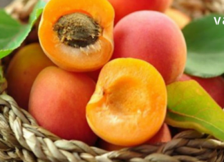 გარგარი- საუკეთესო საშუალება მრავალი დაავადების წინააღმდეგ. მნიშვნელოვანი ინფორმაციაა