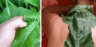 ახლა დროა მოვიშოროთ ყველა მარილი, რომელიც დაგროვდა ორგანიზმში და შეიძლება გამოიწვიოს მტკივნეული გამაგრება. შეგახსენებთ დადასტურებულ და უპრობლემო რეცეპტს.