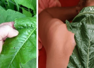 ახლა დროა მოვიშოროთ ყველა მარილი, რომელიც დაგროვდა ორგანიზმში და შეიძლება გამოიწვიოს მტკივნეული გამაგრება. შეგახსენებთ დადასტურებულ და უპრობლემო რეცეპტს.