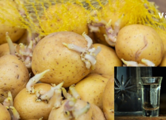 ერთ დღეს სამსახურში საუბარი დავიწყეთ სახსრების დაავადებებზე და ერთ-ერთმა კოლეგამ მიამბო, როგორ განიკურნა ამ მტაჯველი ტკივილისგან კარტოფილის თეთრი ყლორტებით!