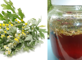 ძლიერი ანტიპარაზიტული მცენარეები – მათი მათი სამკურნალო თვისებები ჩემთვის ნამდვილი აღმოჩენაა!