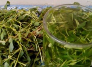 როგორც იქნა ამ წამლის საიდუმლო რეცეფტი გავიგე და აღარ მტანჯავს ყურებში შუილი და სხვა დაავადებებიც დავამარცხე