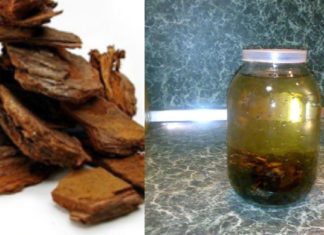 ხეჭრელის ნაყენი საოცარი თვისებებით გამოირჩევა – ამის შემდეგ სამუდამოდ განიკურნებით