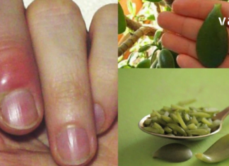 განმაცვიფრებელი თვისებებით მდიდარი ეს მცენარე იზრდება თქვენს სახლში: ისწავლეთ მისი სწორად გამოყენება!