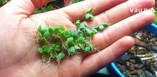 Კალანხოე: “ოჯახის ექიმი” და “სიცოცხლის ხე” – გაგიზიარებთ აქამდე უცნობ სამკურნალო რეცეპტებს