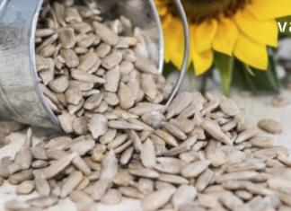 სასარგებლო ინფორმაცია მზესუმზირის შესახებ, რომელიც ყველასთვის უცნობია! – გაოცებას ვერ ვმალავ!