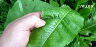 დროა მოვიშოროთ ყველა მარილი, რომელიც დაგროვდა ორგანიზმში და შეიძლება გამოიწვიოს მტკივნეული გამაგრება. შეგახსენებთ დადასტურებულ და უპრობლემო რეცეპტს.