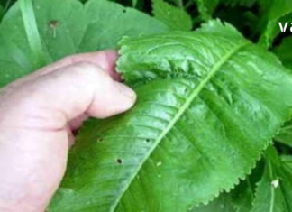 დროა მოვიშოროთ ყველა მარილი, რომელიც დაგროვდა ორგანიზმში და შეიძლება გამოიწვიოს  მტკივნეული გამაგრება. შეგახსენებთ დადასტურებულ და უპრობლემო რეცეპტს.