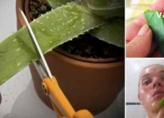 ბევრმა არ იცის, რომ ალოეს სამკურნალო თვისებებთან ერთად კანის გამაახალგაზრდავებელი ეფექტიც აქვს.