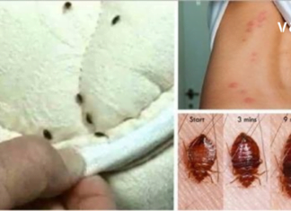 შეამოწმეთ საწოლი! ტკიპები ხომ არ არიან?! რისი ეშინიათ და როგორ მოვიშოროთ ?!