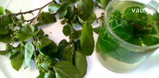 ეს ნაყენი სასწაულებს ახდენს – მაყვლის ფოთლები საუკეთესოდ შველის დაბალ წნევას !