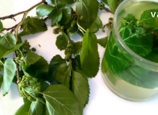 ეს ნაყენი სასწაულებს ახდენს – მაყვლის ფოთლები საუკეთესოდ შველის დაბალ წნევას !