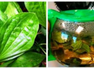 მრავალძარღვას სამკურნალო თვისებები ამოუწურავია. გაეცანით კიდევ ერთ სასწაულმოქმედ რეცეპტს.