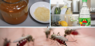 ნახეთ Როგორ უნდა მოაშოროთ სახლიდან ტარაკნები, ჭიანჭველები, კოღოები და ბუზები ბუნებრივი და მარტივი საშუალებებით!