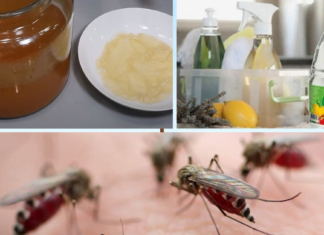 ნახეთ Როგორ უნდა მოაშოროთ  სახლიდან ტარაკნები, ჭიანჭველები, კოღოები და ბუზები ბუნებრივი და მარტივი საშუალებებით!