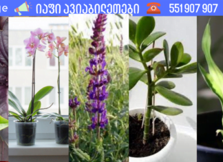 ჩვენი ჯანმრთელობისთვის აუცილებელია ყველას ოჯახში იყოს ეს 5 მცენარე!