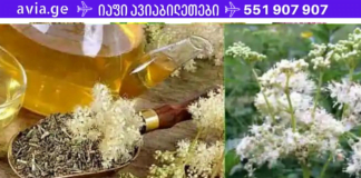 ეს მცენარე შეგიძლიათ გამოიყენოთ ასპირინის ნაცვლად! ეს არის ჩემი მკურნალი გაციების დროს, სიცხის დასაწევად და სისხლის გასათხელებლადაც კი!