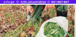 ყველაფერი, რაც ადამიანს სიცოცხლისთვის სჭირდება, ბუნებაშია! – ამ მცენარეს გერმანიის ხალხური მედიცინა მას იყენებს დამაწყნარებლად, უძილობის, მუცლის ტკივილის, ნერვებაშლილობის და მენსტრუაციული ანომალიების დროს.