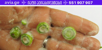 სასარგებლო ინფორმაცია: საპნის ჩანაცვლება შესაძლებელია მცენარეებით! გაინტერესებთ? მაშინ ეს სტატია თქვენთვისაა!