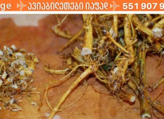 ბრონქული ასთმის სამკურნალოდ რამდენიმე წელია ჭინჭრის ფესვებს ვიყენებ. ამის ცოდნა ყველას გამოგადგებათ!