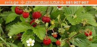 2 წლის წინ სოფელში ერთმა ქალბატონმა მასწავლა ძალიან მარტივი რეცეპტი სტენოკარდიის სამკურნალოდ! გასაოცარი შედეგი აქვს!