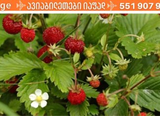 2 წლის წინ სოფელში ერთმა ქალბატონმა მასწავლა ძალიან მარტივი რეცეპტი სტენოკარდიის სამკურნალოდ! გასაოცარი შედეგი აქვს!