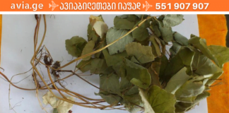 აღმოვაჩინე მცენარე, რომლის წყალობითაც სამუდამოდ დამავიწყდა რევმატოიდული ართრიტით გამოწვეული ტკივილები! ნეტავ აქამდე მცოდნოდა!