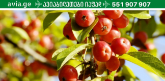 ღმერთის საჩუქარი, რომელიც კურნავს თირკმელებს და აჯანსაღებს ორგანიზმს!