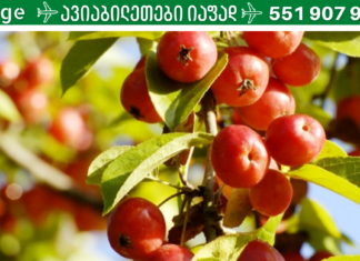 ღმერთის საჩუქარი, რომელიც კურნავს თირკმელებს და აჯანსაღებს ორგანიზმს!