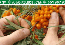 ყველაზე ძლიერი ბუნებრივი ანტიბიოტიკი, იგი კურნავს კუჭის და გულის დაავადებებს!