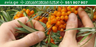 ყველაზე ძლიერი ბუნებრივი ანტიბიოტიკი, იგი კურნავს კუჭის და გულის დაავადებებს!