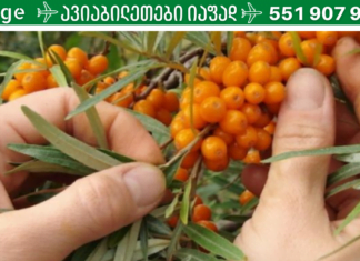 ყველაზე ძლიერი ბუნებრივი ანტიბიოტიკი, იგი კურნავს კუჭის და გულის დაავადებებს!