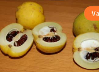 დისბაქტერიოზის მკურნალობის ყველაზე სწრაფი წამალი ხალხური მედიცინისგან!