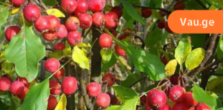 ხალხური შეუდარებელი რეცეპტი თირკმელკენჭოვანი დაავადების სამკურნალოდ! ამის შესახებ დროა ყველამ იცოდეს!