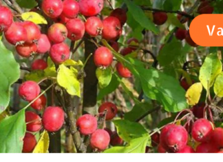 ხალხური შეუდარებელი რეცეპტი თირკმელკენჭოვანი დაავადების სამკურნალოდ! ამის შესახებ დროა ყველამ იცოდეს!