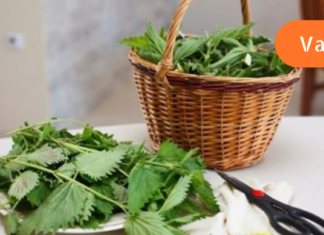 ესმცენარე სასარგებლოა სისხლდენისა და ანემიის დროს, რადგან ზრდის სისხლში ერითროციტებისა და ჰემოგლობინის რაოდენობას.