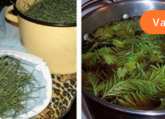 სამყაროში შეგიძლიათ იპოვოთ ბევრი ნატურალური საშუალება, რომელიც დაგეხმარებათ გათავისუფლდეთ ჯანმრთელობის პრობლემებისგან! ერთ-ერთი ასეთია ფიჭვის წიწვები!