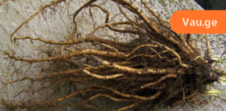 სამუდამოდ დაივიწყეთ აბები! კუჭის წყლულის მკურნალობა არასდროს ყოფილა ასეთი მარტივი! ამის შესახებ დროა ყველამ გაიგოს!