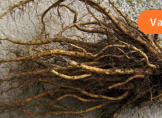 სამუდამოდ დაივიწყეთ აბები! კუჭის წყლულის მკურნალობა არასდროს ყოფილა ასეთი მარტივი! ამის შესახებ დროა ყველამ გაიგოს!