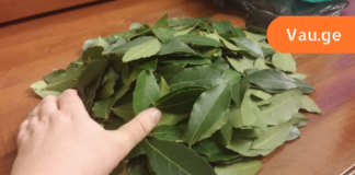 მწვანე აფთიაქი ჩვენს ოჯახში!!- სამკურნალო მცენარე, რომელიც გამოიყენება ყველაზე გავრცელებული დაავადებების სამკურნალოდ!!!