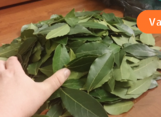 მწვანე აფთიაქი ჩვენს ოჯახში!!- სამკურნალო მცენარე, რომელიც გამოიყენება ყველაზე გავრცელებული დაავადებების სამკურნალოდ!!!