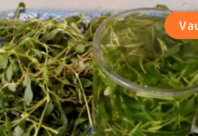 ეს ნაკლებად ცნობილი ბალახი ნებისმიერ ტკივილგამაყუჩებელზე უკეთესად გაგიყუჩებთ ტკივილს! აუცილებლად ჩაინიშნეთ რეცეპტი!