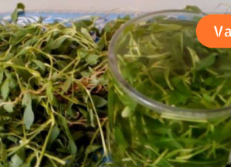 ეს ნაკლებად ცნობილი ბალახი ნებისმიერ ტკივილგამაყუჩებელზე უკეთესად გაგიყუჩებთ ტკივილს! აუცილებლად ჩაინიშნეთ რეცეპტი!