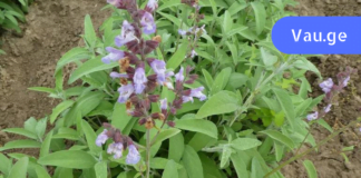 ფასდაუდებელი მცენარე, რომელმაც უამრავი უშვილო ქალის გაბედნიერება შეძლო!! ამის შესახებ ყველამ უნდა იცოდეს!!!