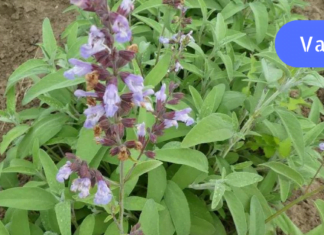 ფასდაუდებელი მცენარე, რომელმაც უამრავი უშვილო ქალის გაბედნიერება შეძლო!! ამის შესახებ ყველამ უნდა იცოდეს!!!