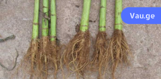 ფასდაუდებელი რეცეპტი, რომელმაც გადაარჩინა უამრავი ადამიანის სიცოცხლე!ქართველი მკურნალის საიდუმლო გაირკვა!!