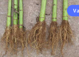 ფასდაუდებელი რეცეპტი, რომელმაც გადაარჩინა უამრავი ადამიანის სიცოცხლე!ქართველი მკურნალის საიდუმლო გაირკვა!!